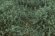 画像4: マルティン・ウエルベルク[WB-SFHG]茂みF 草むらタイプ 全高15mm ヘイジーグリーン (4)