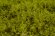 画像4: マルティン・ウエルベルク[WB-SFLG]茂みF 草むらタイプ 全高15mm ライトグリーン (4)
