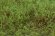 画像4: マルティン・ウエルベルク[WB-SFSG]茂みF 草むらタイプ 全高15mm スプリンググリーン (4)