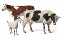 画像1: マスターボックス[MSB3566] 1/35 家畜セット-牛２頭ヤギ１頭