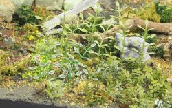 画像3: マソモデル[MH35036]植物/雑草セットB