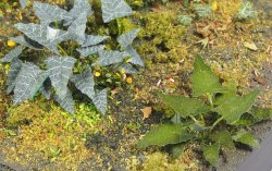 画像3: マソモデル[MH35039]植物/雑草セットE