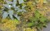 画像3: マソモデル[MH35039]植物/雑草セットE