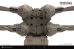 画像4: モンモデル[MENDS-007]1/72 オーニソプター(アトレイデス家)