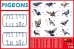 画像2: ミニアート[MA38036]1/35 鳩(36羽）セット (2)