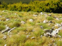 画像1: Model Scene[F733]石灰岩入り草マット 晩夏 石大量(18x28cm)