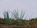 Model Scene[VG3-007]1/32-1/35 スゲ類