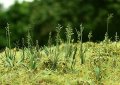 Model Scene[VG3-015]1/32-1/35 ウシノケグサ