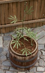 Model Scene[VG3-016]1/32-1/35 カナビス(大麻草)