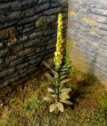 Model Scene[VG3-023]1/35 マレインリーフ(Mullein Leaf)