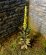 画像1: Model Scene[VG3-023]1/35 マレインリーフ(Mullein Leaf) (1)