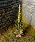 画像1: Model Scene[VG3-023]1/35 マレインリーフ(Mullein Leaf) (1)