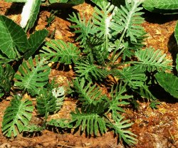 画像1: Model Scene[VG7-031]1/72-1/87 ジャングルセット＃1