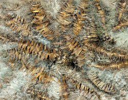 画像1: Model Scene[VG7-040]1/72-1/87 乾いたバナナの葉