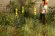 画像2: Model Scene[VG7-223]1/72-1/87 マレインリーフ(Mullein Leaf) (2)