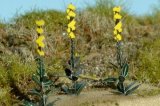 Model Scene[VG4-123]1/45-1/48 マレインリーフ(Mullein Leaf)