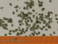 Model Scene[L3-004]1/32-1/35 カバの葉 グリーン