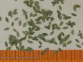 Model Scene[L3-005]1/32-1/35 汎用葉 グリーン