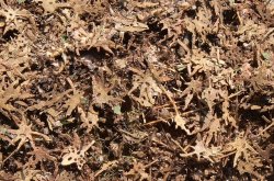 画像1: Model Scene[L8-309]1/72-1/87 熱帯地の葉