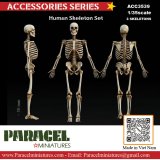 Paracel Miniatures[ACC3539]1/35 汎用 人体全身骨格模型(3体入)