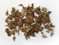 PlusModel[PM225]1/35オークの葉(枯葉)