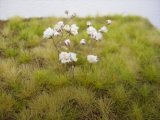 Reality in Scale[FLOW05]小さな白い自然の花 (1)