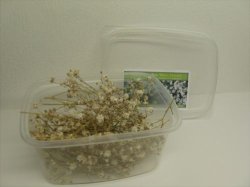画像2: Reality in Scale[FLOW05]小さな白い自然の花 (1)