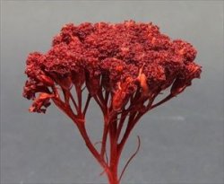 画像2: Reality in Scale[FLOW07]フラワーセット07(ダークレッドの花)