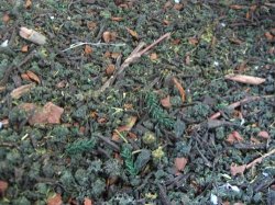 画像1: Reality in Scale[FOR05]暗い針葉樹林の地面 Forest 50ml.