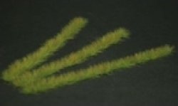 画像1: Reality in Scale[GL-031]草の畝、明るい緑 2-6mm高10cm長 6本入り