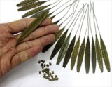 Reality in Scale[PALM07]椰子の樹 07 椰子の葉と椰子の実