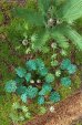 画像6: Reality in Scale[PLA01]ジャングルの植物セット その1