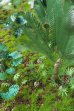画像5: Reality in Scale[PLA01]ジャングルの植物セット その1