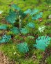 画像4: Reality in Scale[PLA01]ジャングルの植物セット その1