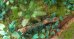 画像9: Reality in Scale[PLA04]ジャングルの植物セット その4