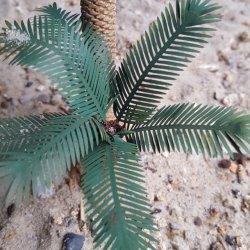 画像7: Reality in Scale[PLM08]1/35 ナツメ椰子 #2 若木付き