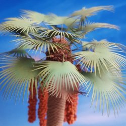 画像4: Reality in Scale[PLM10]1/35 ワシントン椰子 #1