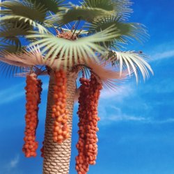 画像3: Reality in Scale[PLM10]1/35 ワシントン椰子 #1