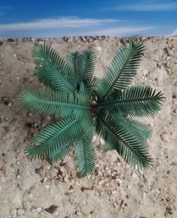 画像6: Reality in Scale[PLM13]1/35 サイカッド椰子(ソテツ)