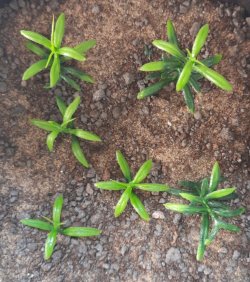 画像5: Reality in Scale[PP001]1/16-1/35 低い雑草-ミディアム/ライトグリーン