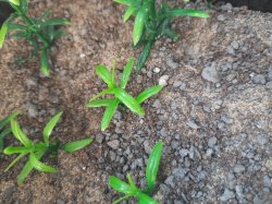 画像6: Reality in Scale[PP001]1/16-1/35 低い雑草-ミディアム/ライトグリーン