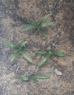 画像3: Reality in Scale[PP002]1/16-1/35 低い雑草-ダークグリーン