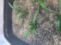 画像4: Reality in Scale[PP002]1/16-1/35 低い雑草-ダークグリーン