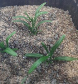 画像5: Reality in Scale[PP002]1/16-1/35 低い雑草-ダークグリーン