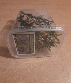 画像7: Reality in Scale[PP002]1/16-1/35 低い雑草-ダークグリーン