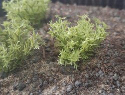 画像4: Reality in Scale[PP003]1/16-1/35 野原の茂み-ライトグリーン