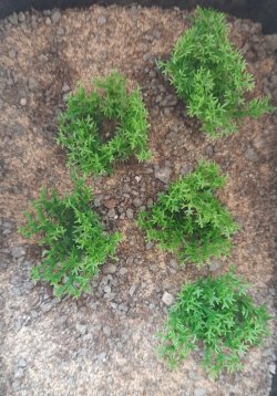 画像4: Reality in Scale[PP004]1/16-1/35 野原の茂み-ダークグリーン