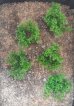 画像4: Reality in Scale[PP004]1/16-1/35 野原の茂み-ダークグリーン