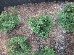 画像5: Reality in Scale[PP004]1/16-1/35 野原の茂み-ダークグリーン