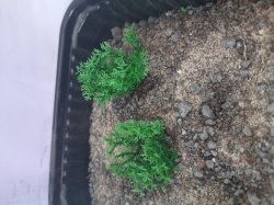 画像6: Reality in Scale[PP004]1/16-1/35 野原の茂み-ダークグリーン